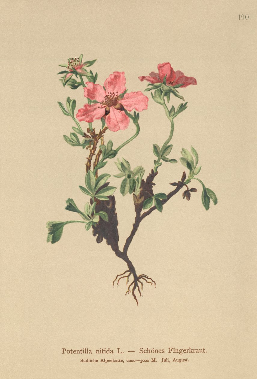 粉红五叶（Potentilla nitida） 作者 德国学校