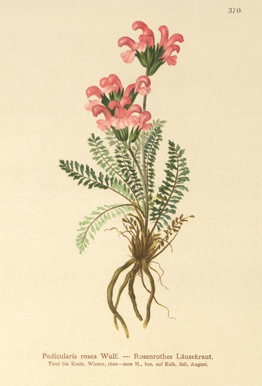 Pink Lousewort（Pedicularis rosea） 作者 德国学校