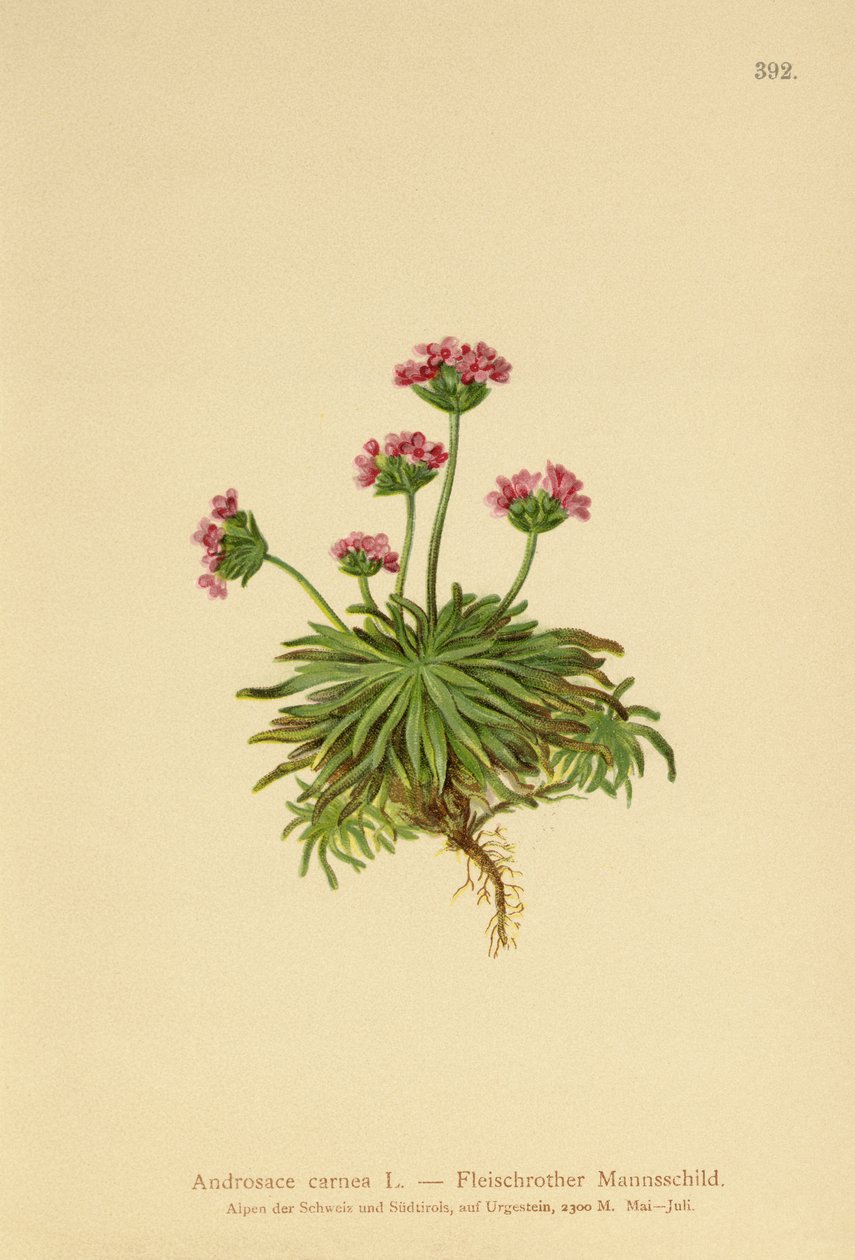 粉红岩茉莉（Androsace carnea） 作者 德国学校
