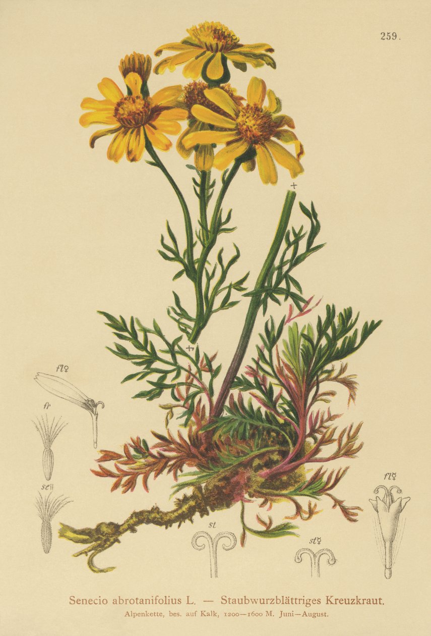 羽状叶草（Senecio abrotanifolius，Jacobaea abrotanifolia） 作者 德国学校
