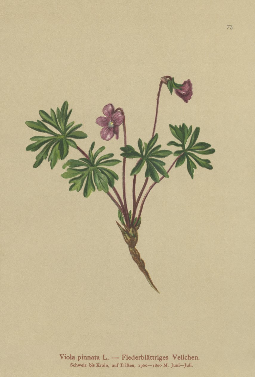 羽状紫罗兰（Viola pinnata） 作者 德国学校