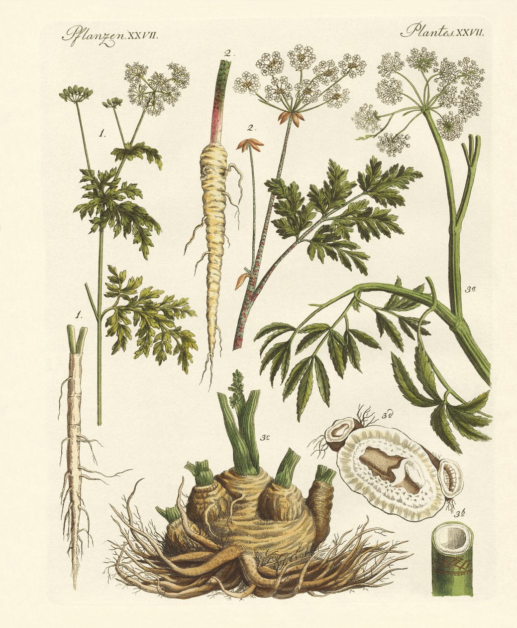 有毒的德国植物 作者 德国学校