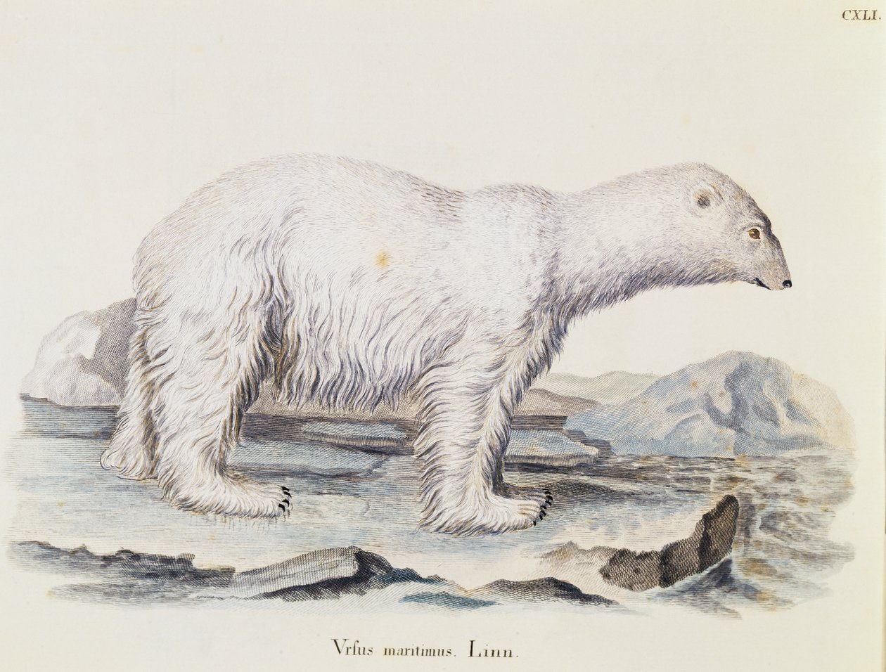 北极熊（Ursus maritimus），摘自《自然界中的哺乳动物》，作者Johann Christian Daniel von Schreber（1739-1810），IC Bock根据Marechal的绘图进行雕刻，第三卷，表141，德国 作者 德国学校