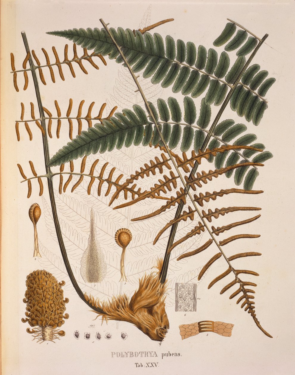 Polybotrya Pubens, table XXV from 