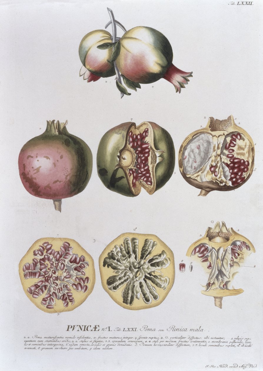 石榴，由Johann Jakob Haid（1704-67）板刻72植物书，酒吧。作者：Augustus Vind 作者 德国学校