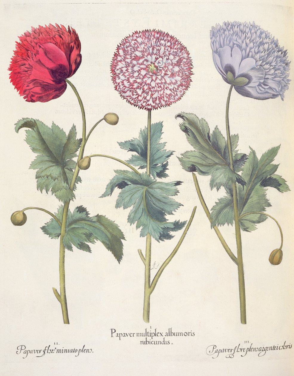 罂粟花，红色1.Papaver多个albumoris; 2.Papaver盛开圣米尼亚托增压室; 3.Papaver plensargentei花的颜色，从Eystettensis蓬蒿Besler（1561年至1629年），酒吧。 1613 作者 德国学校