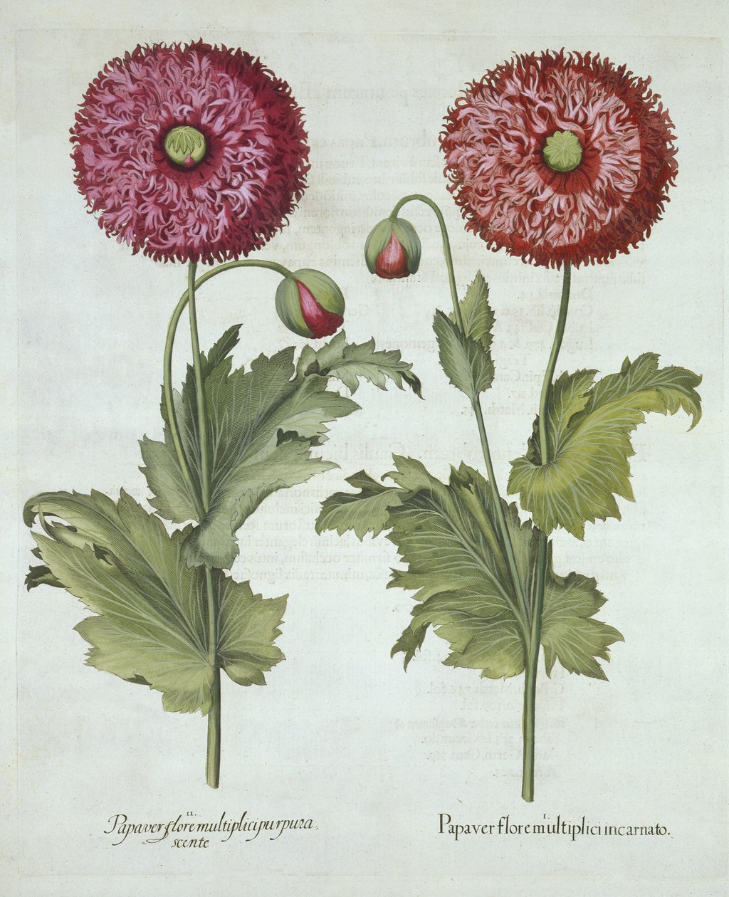 罂粟花，来自Hortus Eystettensis，由Basil Besler（1561-1629）酒吧。 1613 作者 德国学校