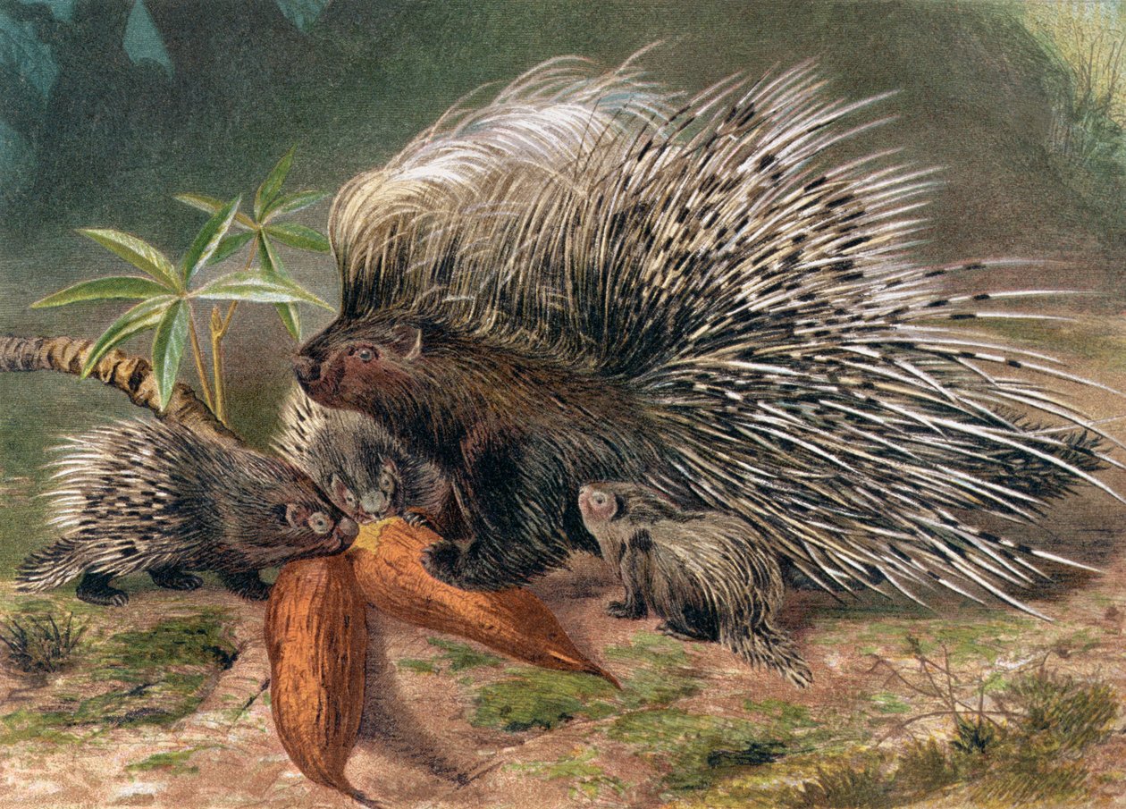 Porcupine，来自Brehms Tierleben的记录：Allgemeine Kunde des Tierreichs，vol.2，p.560，由Bibliographisches Institut出版，1890年 作者 德国学校