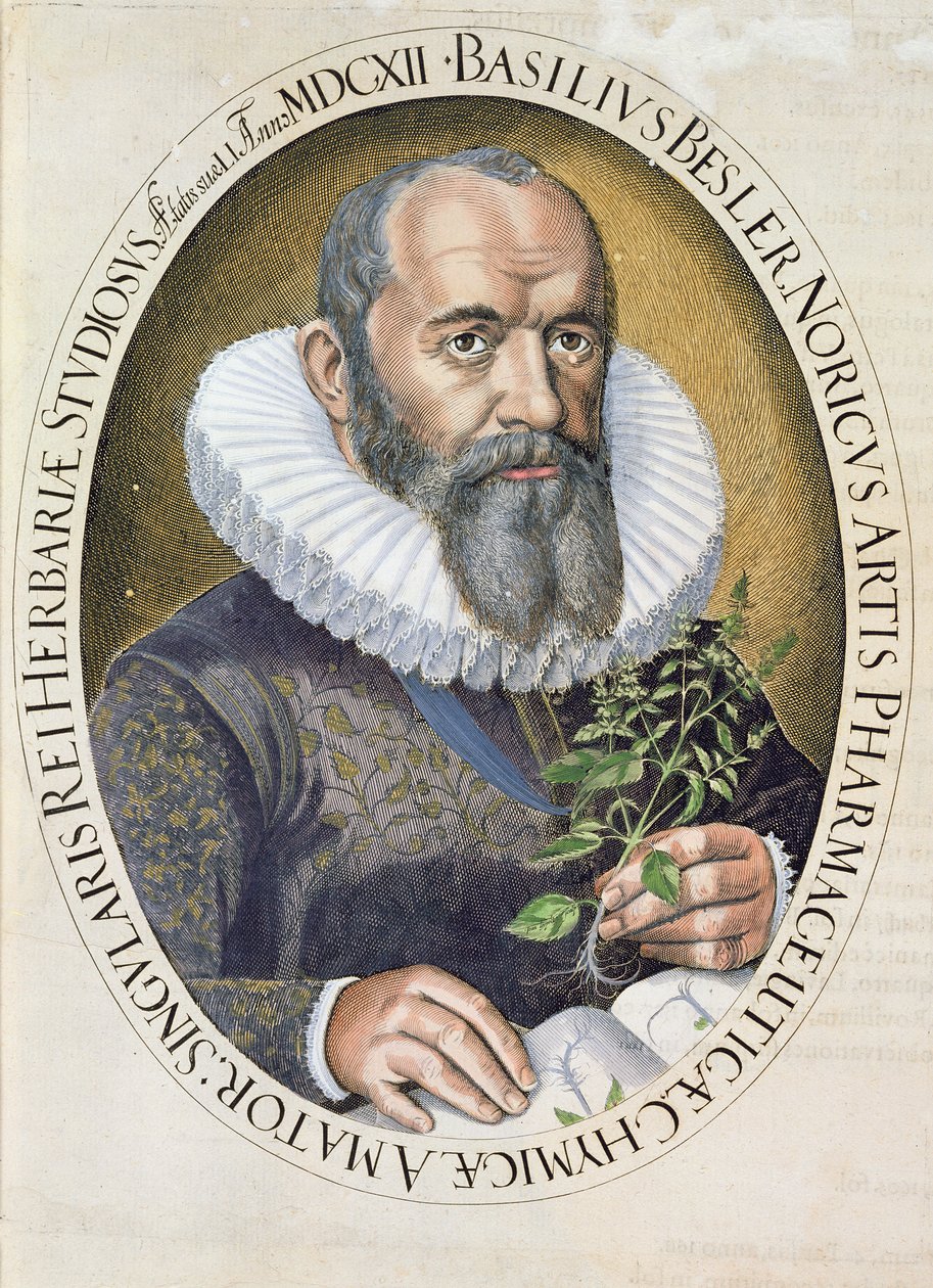 1612年的Basil Besler（1561-1629）的肖像，来自Hortus Eystettensis，酒吧。 1613 作者 德国学校
