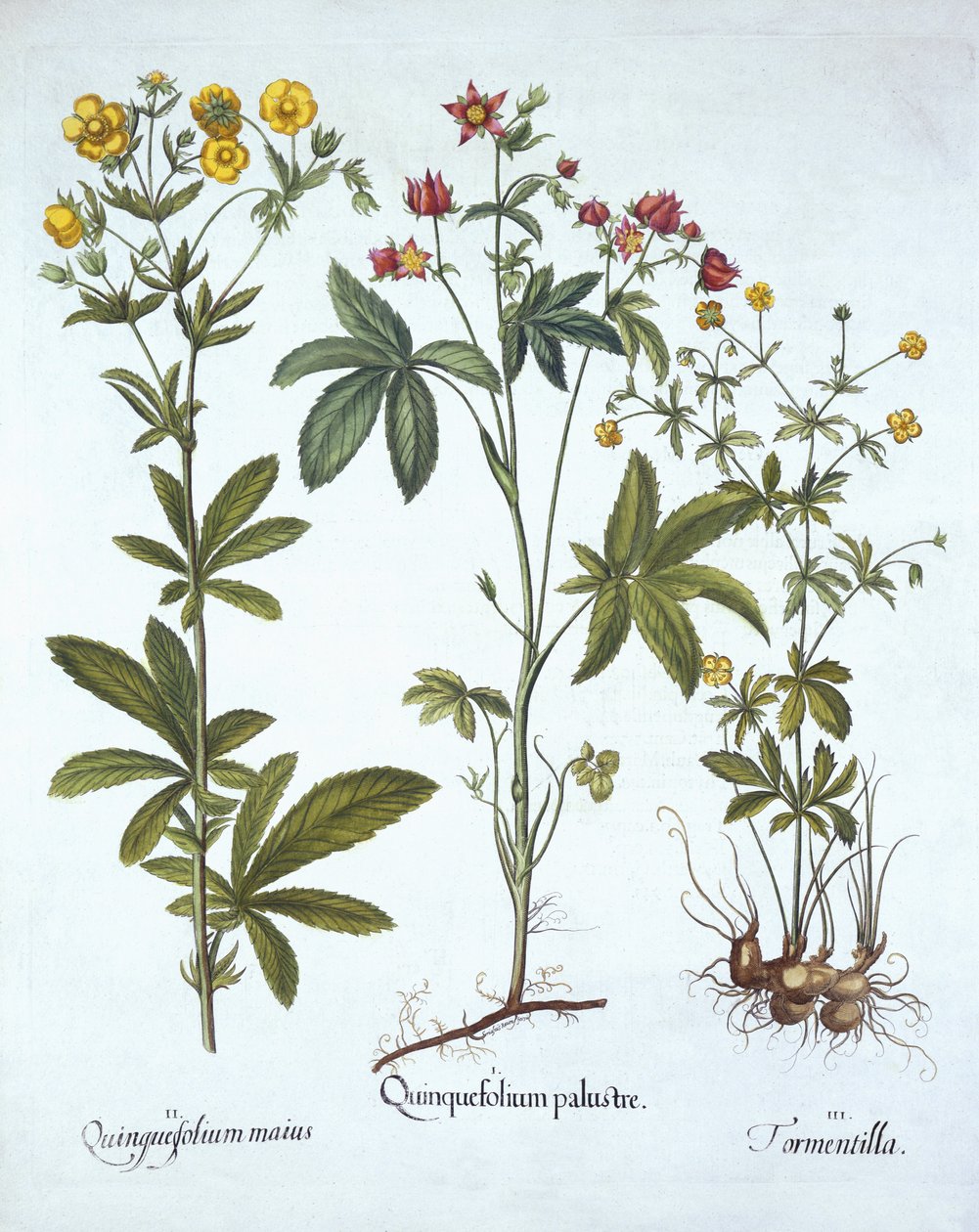 Potentillas，来自Hortus Eystettensis，由Basil Besler（1561-1629），酒吧。 1613（手工雕刻） 作者 德国学校