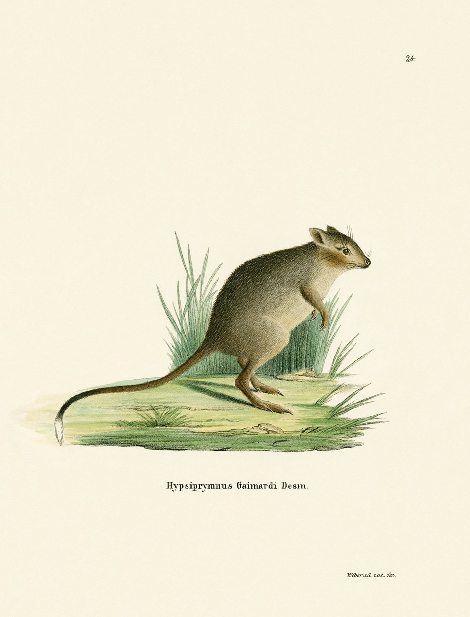 Potoroo（彩色雕刻） 作者 德国学校