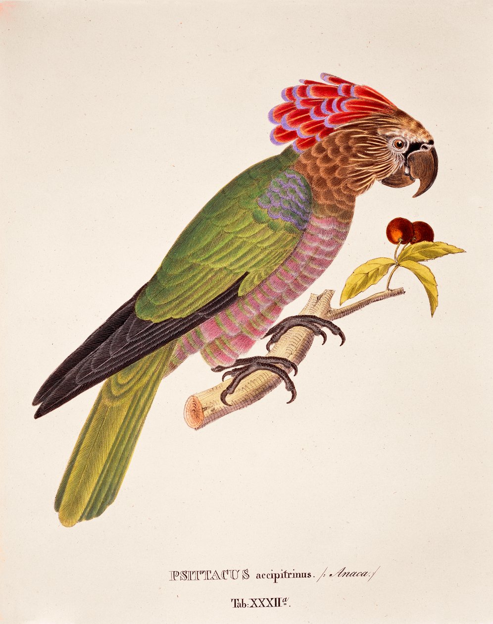 Psittacus Accipitrinus，表三十二来自Johann Baptist Von Spix和Carl Friedrich Von Martius的《Avium Species Novae Per Brasiliam》。 作者 德国学校