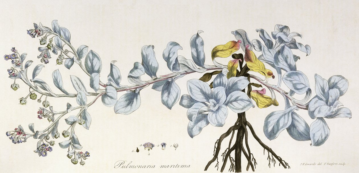 肺肺病（Pulmonaria Maritima），1785-1788年 作者 德国学校