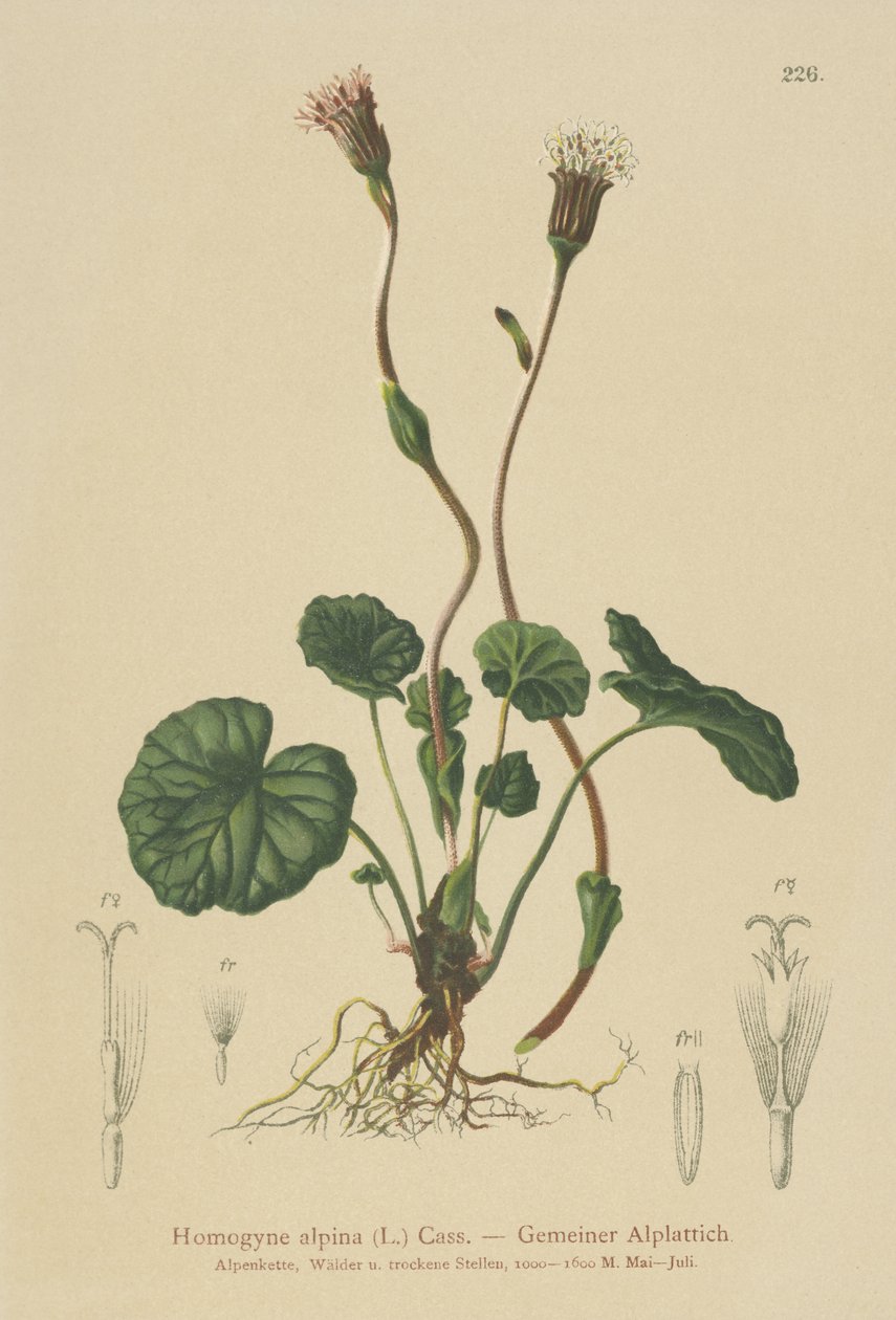 紫色小马脚（Homogyne alpina） 作者 德国学校