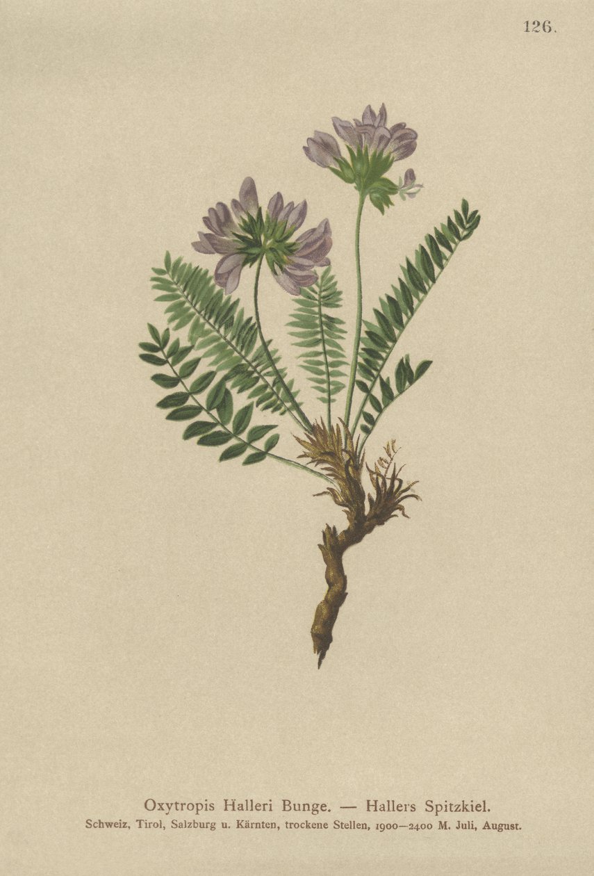 紫棘豆（Oxytropis病例） 作者 德国学校