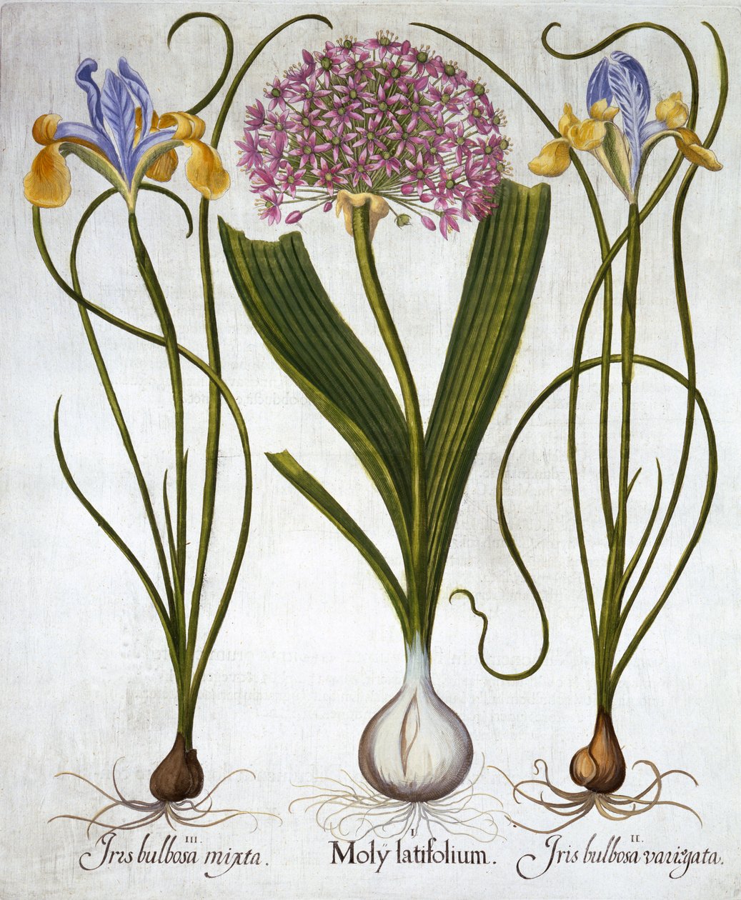 紫色感觉和西班牙鸢尾花，来自Hortus Eystettensis，由Basil Besler（1561-1629），酒吧。 1613（手工雕刻） 作者 德国学校