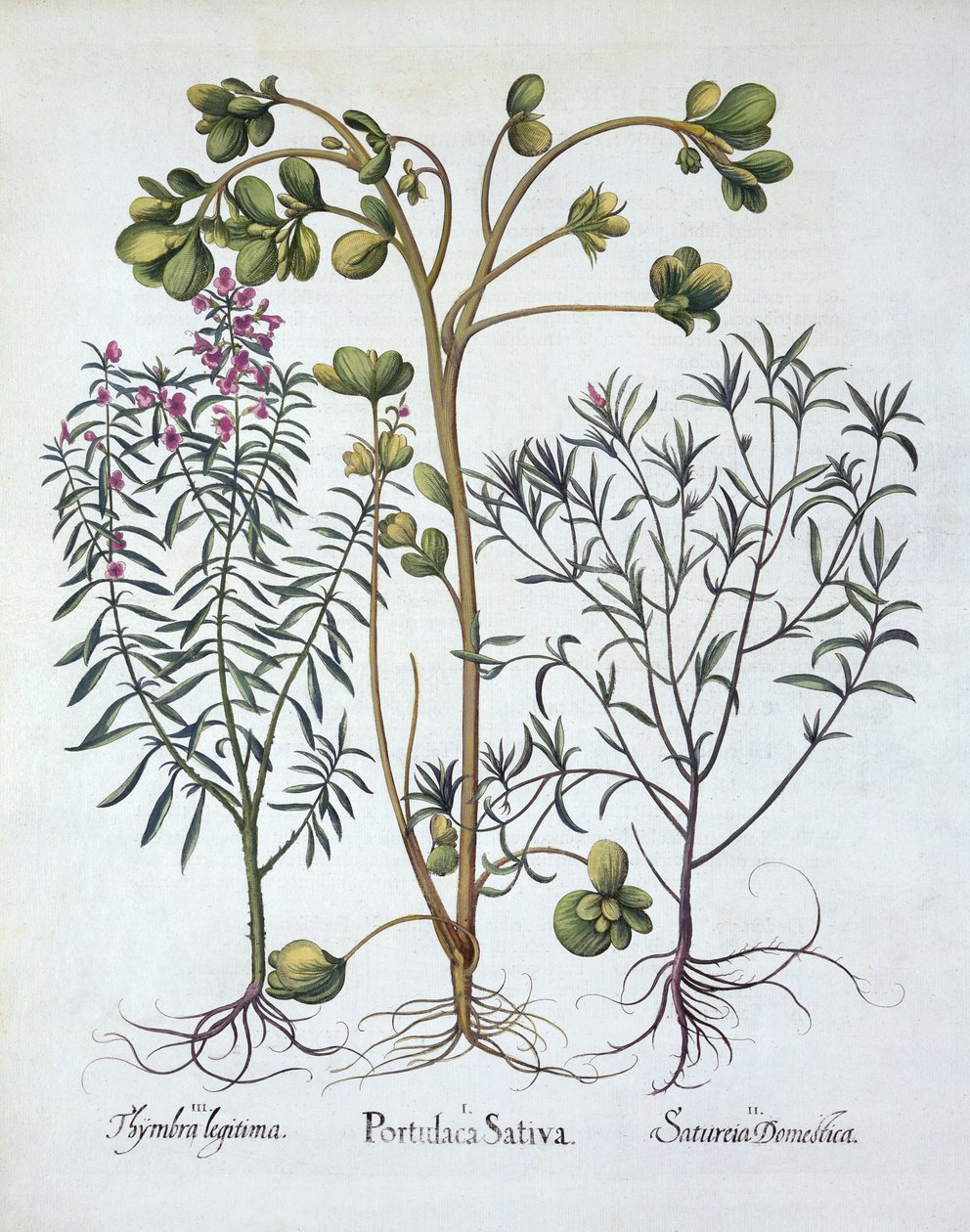 Purslane，Summer Savory和Winter Savory，来自Hortus Eystettensis，由Basil Besler（1561-1629），酒吧。 1613（手工雕刻） 作者 德国学校