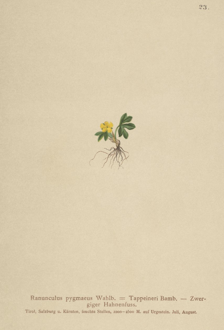 侏儒毛茛（Ranunculus pygmaeus，Ranunculus tappeineri，Ranunculus baerianus，Ranunculus pygmaeus var.Langeanu） 作者 德国学校