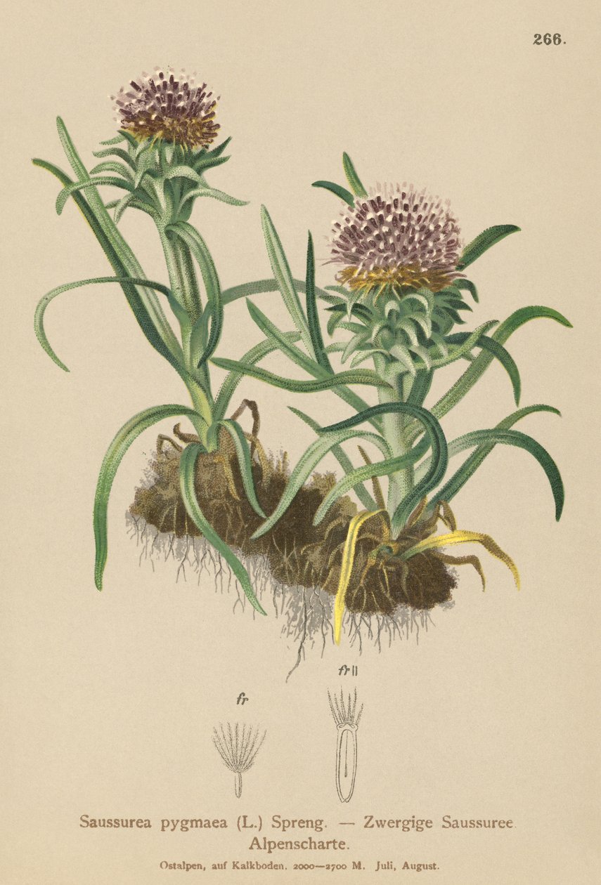 侏儒雪莲（Saussurea pygmaea） 作者 德国学校
