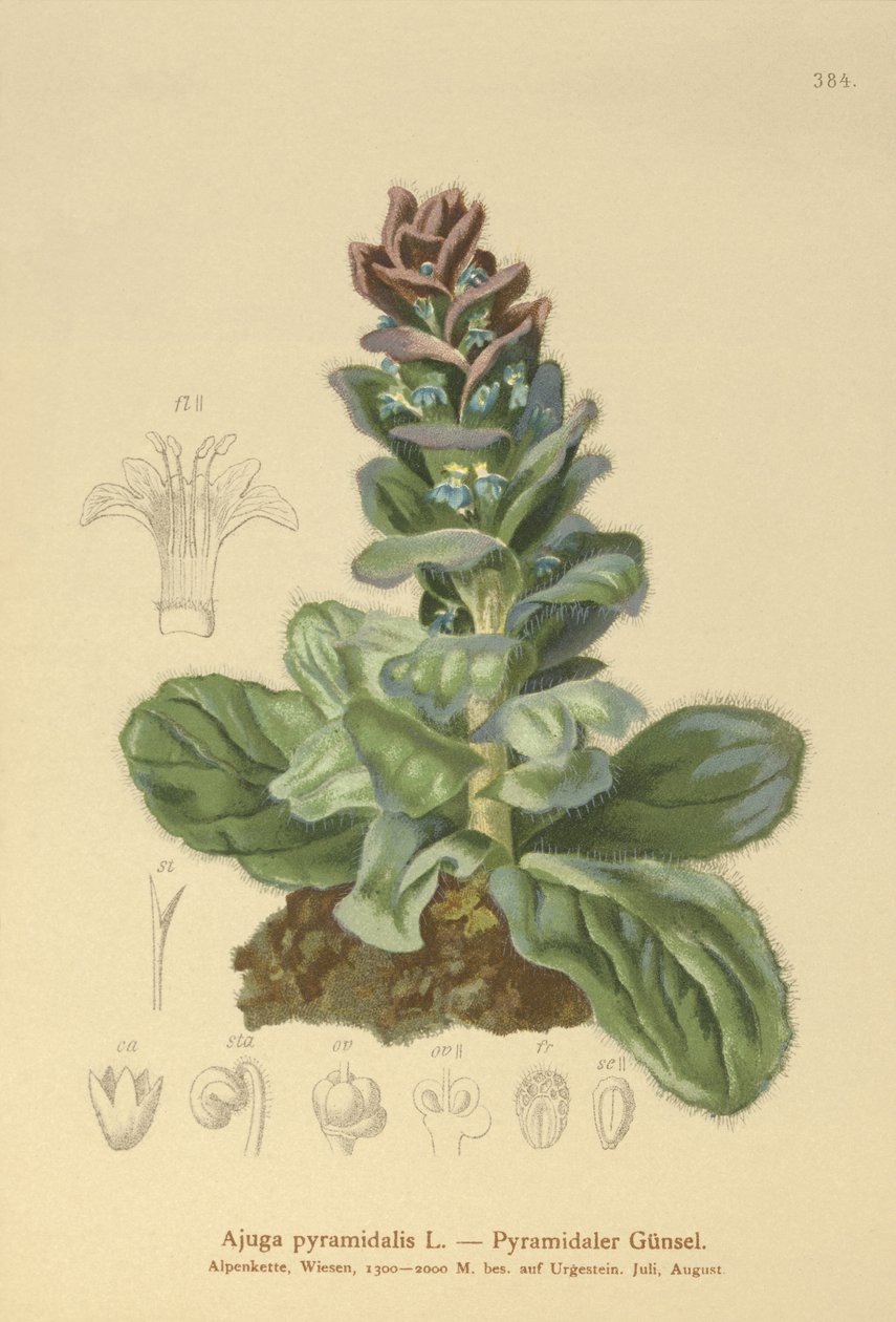 金字塔状号角（Ajuga pyramidalis） 作者 德国学校