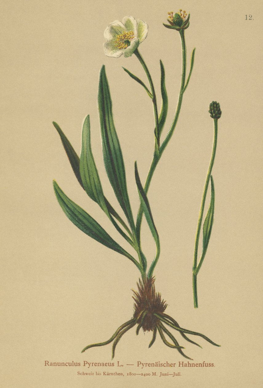 比利牛斯山脉（Ranunculus Pyrenaeus） 作者 德国学校