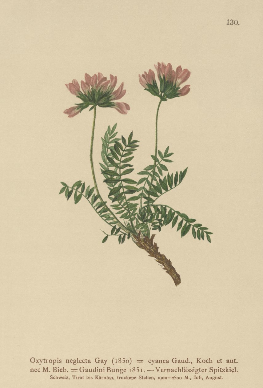 比利牛斯山脉牛奶紫云英（Oxytropis neglecta，Oxytropis cyanea，Oxytropis Gaudini，Oxytropis albana，Oxytropis caucasica，Oxytropis pyrenaica，Astragalus pyrenaicus） 作者 德国学校