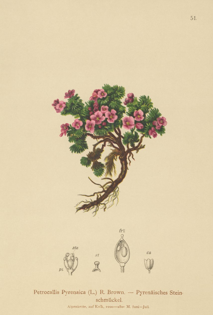 比利牛斯山脉Petrocallis（Petrocallis Pyrenaica） 作者 德国学校