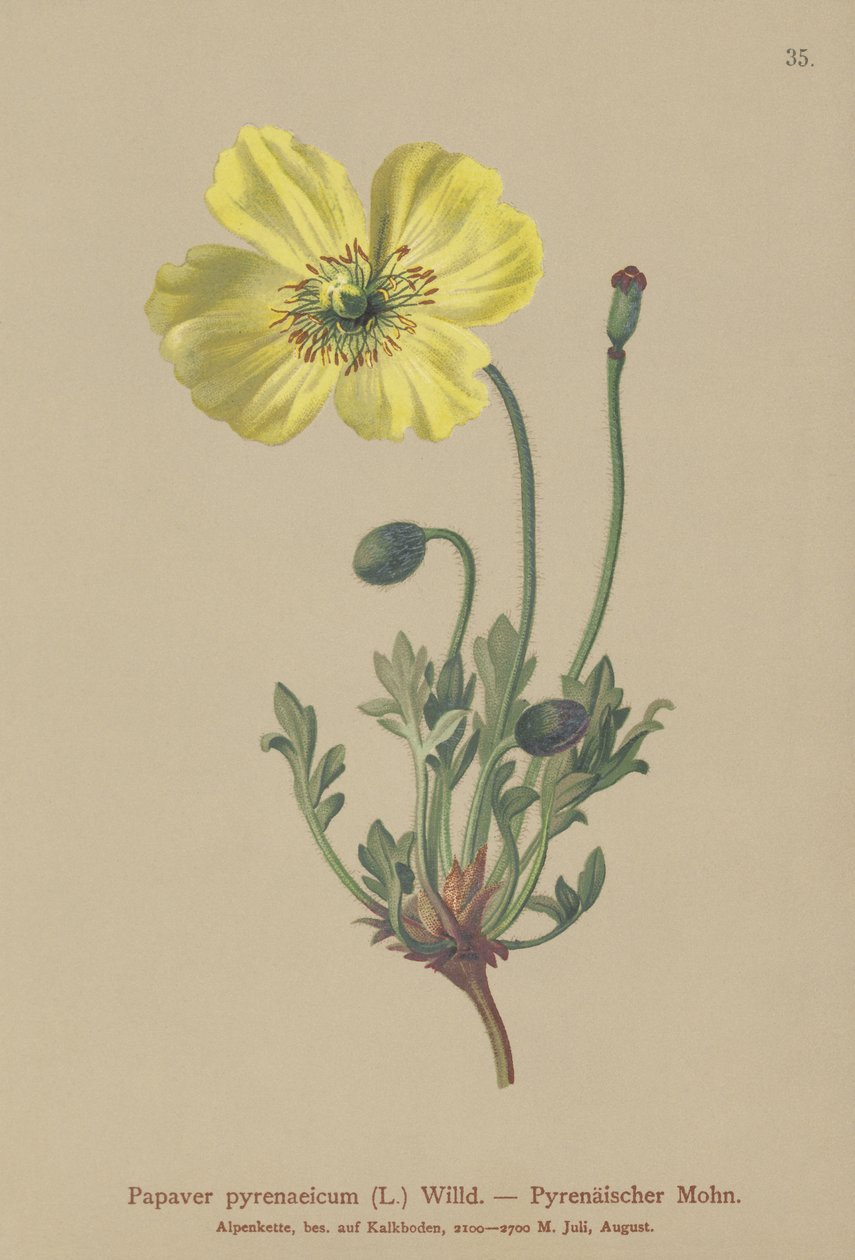比利牛斯山罂粟（Papaver pyrenaeicum，Papaver alpinum sub。） 作者 德国学校