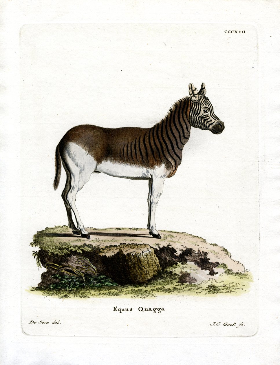 Quagga（彩色雕刻） 作者 德国学校