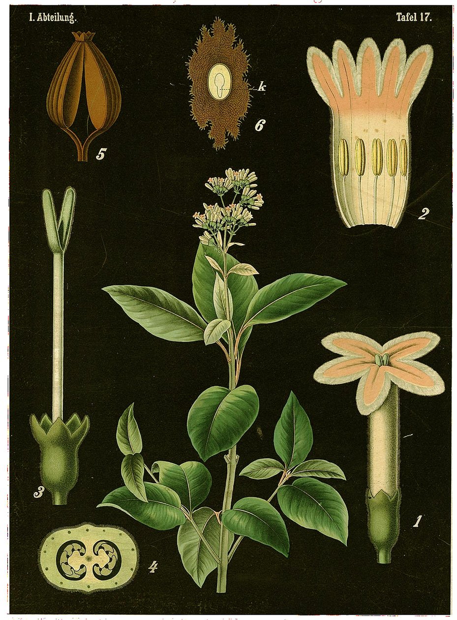 Quinine Tree（Cinchona Calisaya）c.1890（chromolithograph） 作者 德国学校