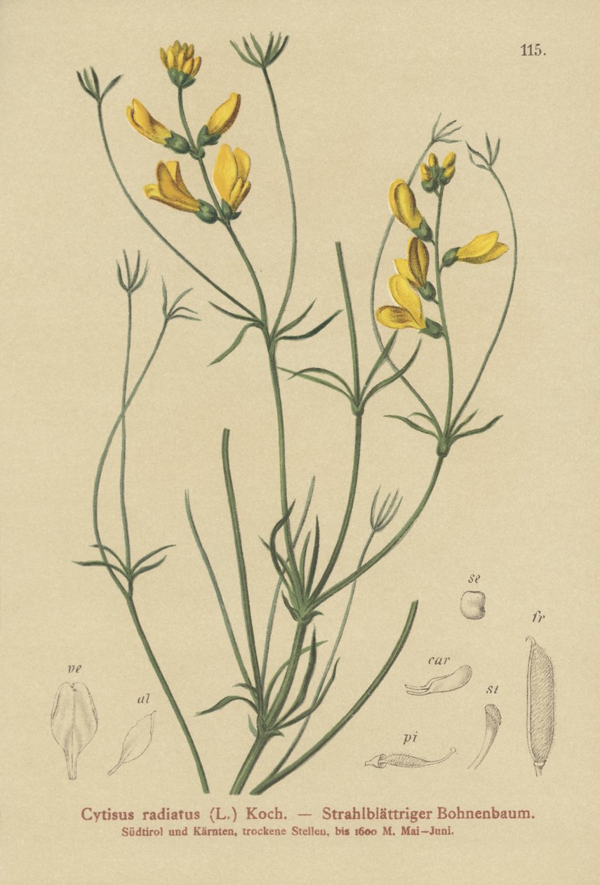 Rayed Broom（Cytisus radiatus，Cytisanthus radiatus，Genista radiata） 作者 德国学校
