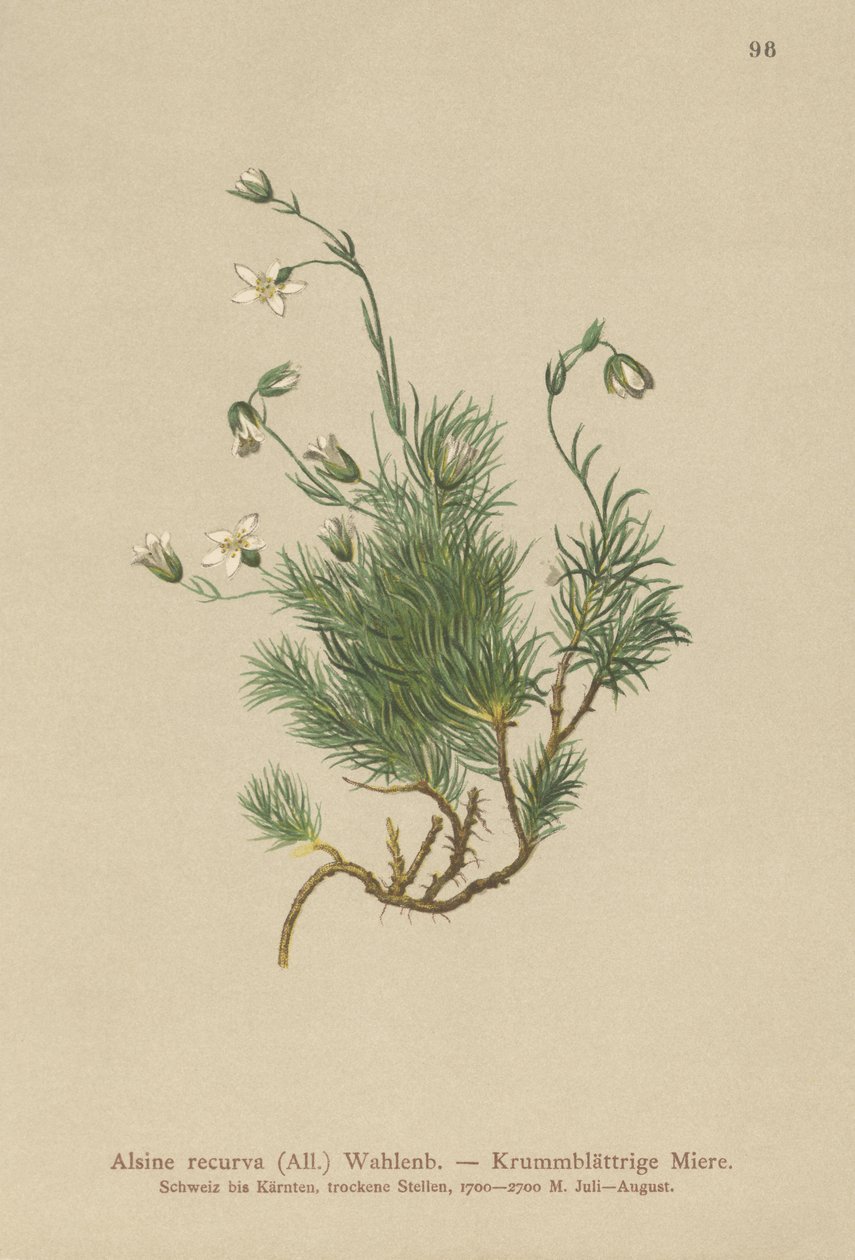 Recurved Sandwort（Alsine recurva，Minuartia recurva） 作者 德国学校