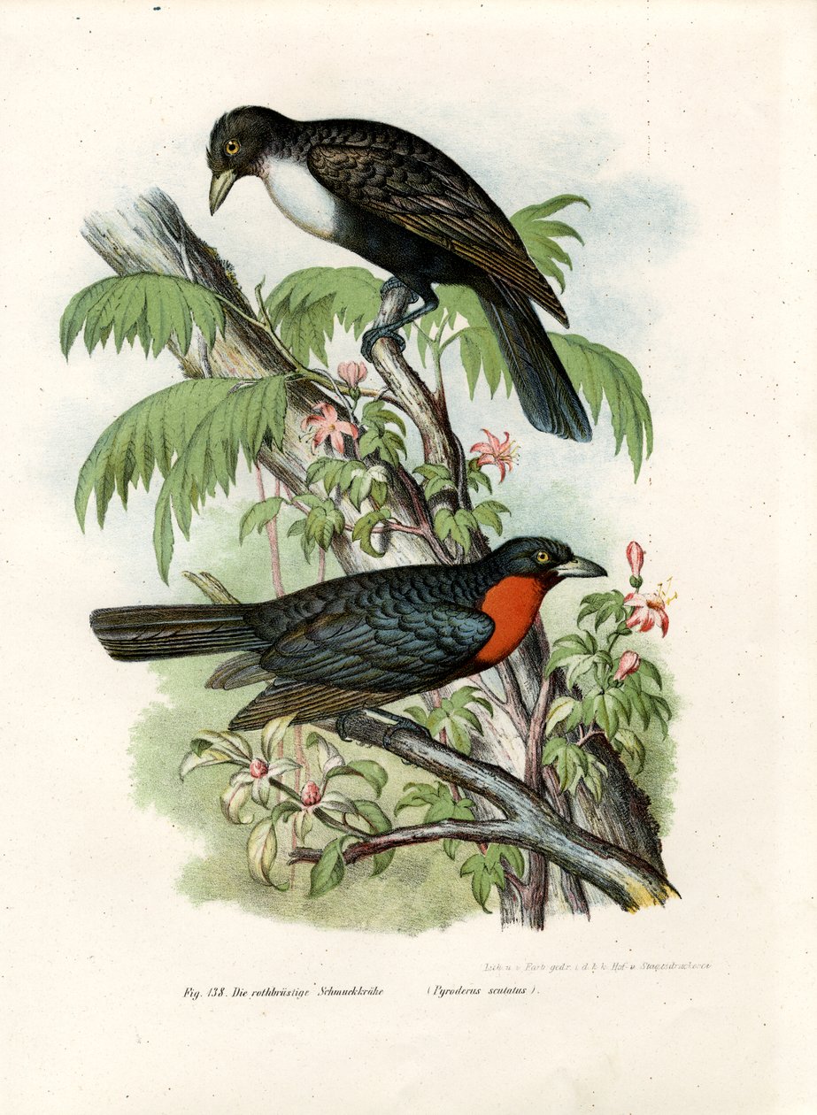 Red-ruffed Fruitcrow，1864 作者 德国学校