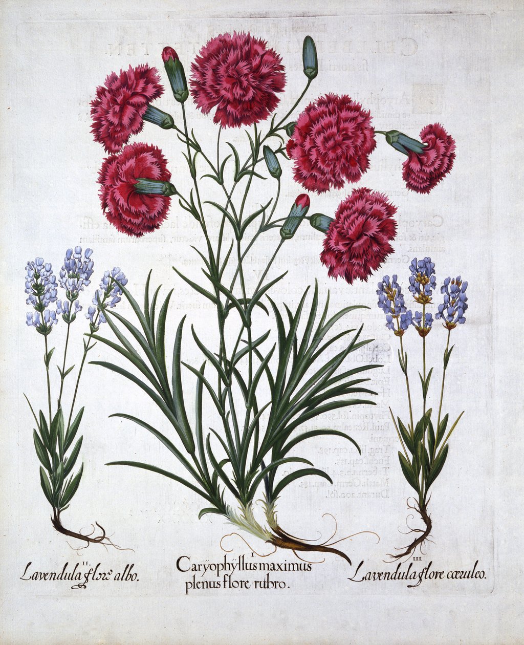 红色康乃馨和薰衣草，来自Hortus Eystettensis，由Basil Besler（1561-1629），酒吧。 1613（手工雕刻） 作者 德国学校