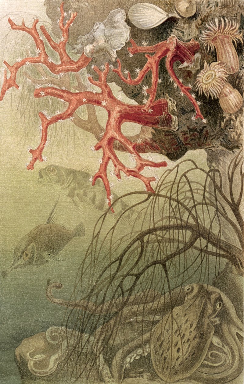 Red Coral，来自Brehms Tierleben的记录：Allgemeine Kunde des Tierreichs，Vol.10，p.608，由Bibliographisches Institut出版，1893年 作者 德国学校