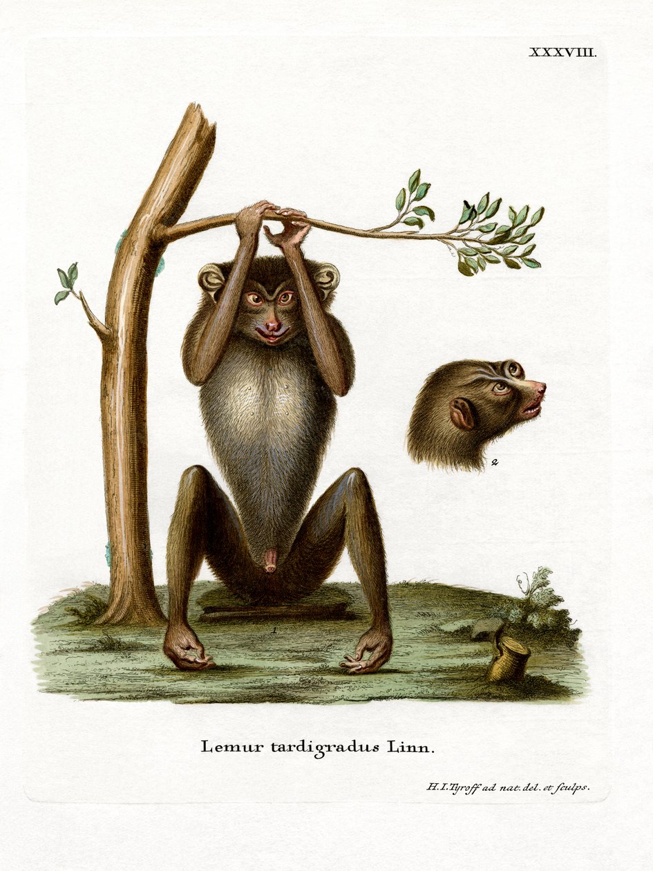 Red Slender Loris（彩色雕刻） 作者 德国学校