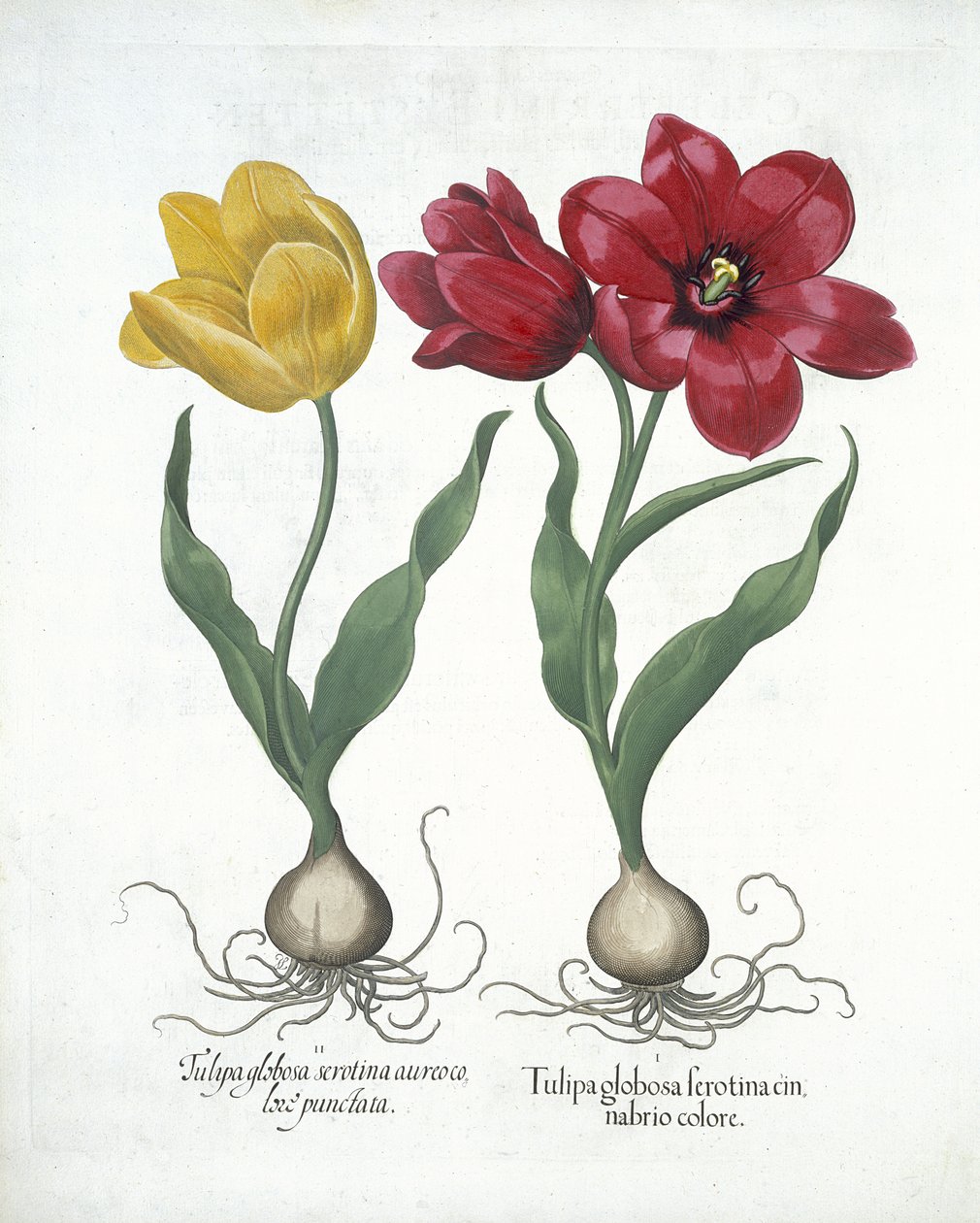 红色和黄色的郁金香，来自Hortus Eystettensis，由Basil Besler（1561-1629）酒吧。 1613（手工彩色雕刻） 作者 德国学校