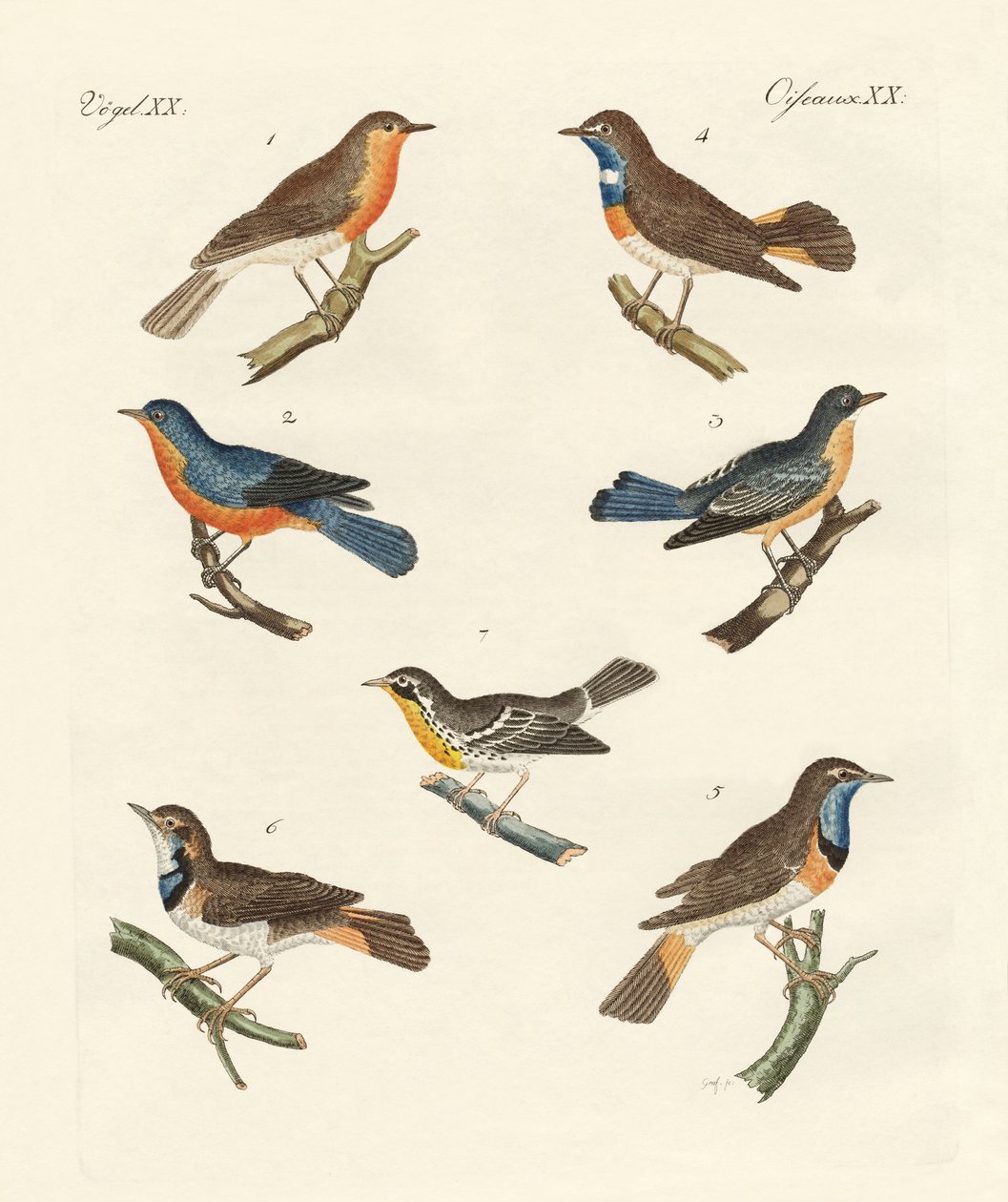 Redbreasts，bluethroats和yellowthroats 作者 德国学校