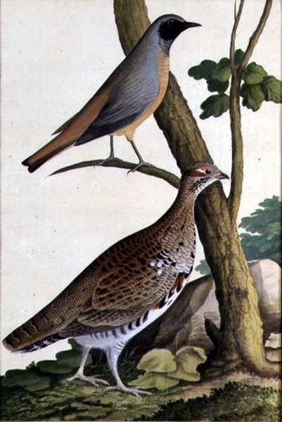 红尾鸲（Phoenicurus phoenicurus）和榛鸡，约1740年（纸上水彩画） 作者 德国学校