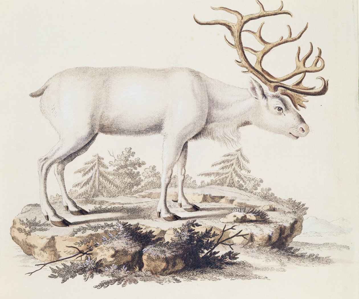 驯鹿（Cervus tarandus），来自《自然界中的哺乳动物》，作者约翰-克里斯蒂安-丹尼尔-冯-施雷伯（1739-1810），由I Nufsbiegel雕刻，第五卷，表248-C，德国 作者 德国学校