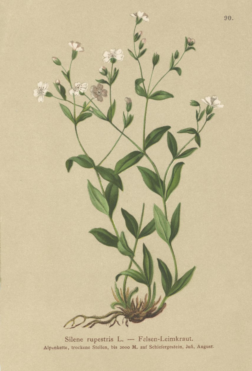 Rock Campion（Silene rupestris） 作者 德国学校