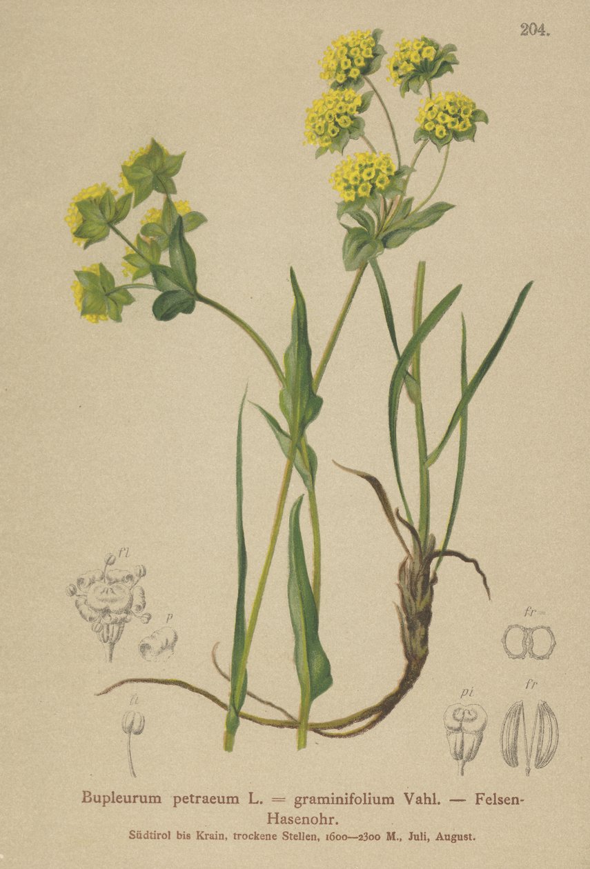Rock Hares Ear（柴胡（Bupleurum petraeum），柴胡（Bupleurum graminifolium）） 作者 德国学校