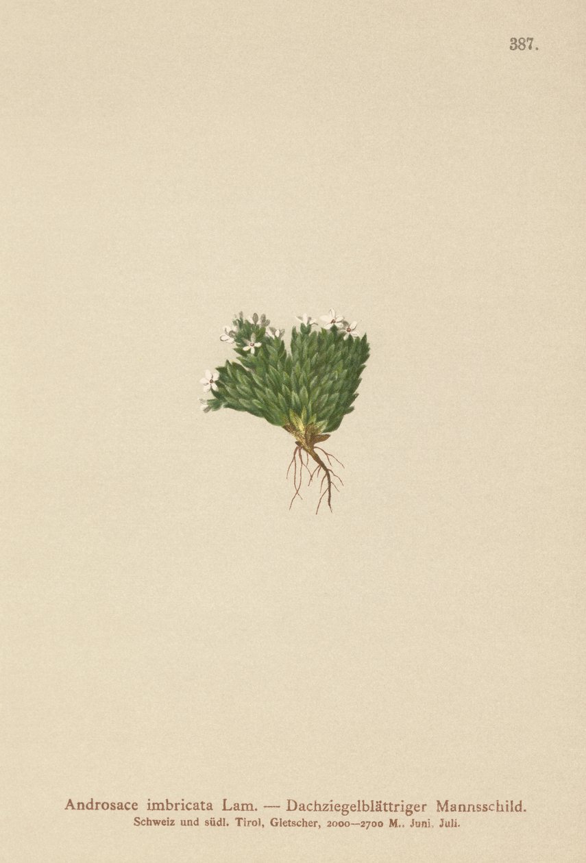 岩茉莉（Androsace imbricata，Aretia imbricata） 作者 德国学校