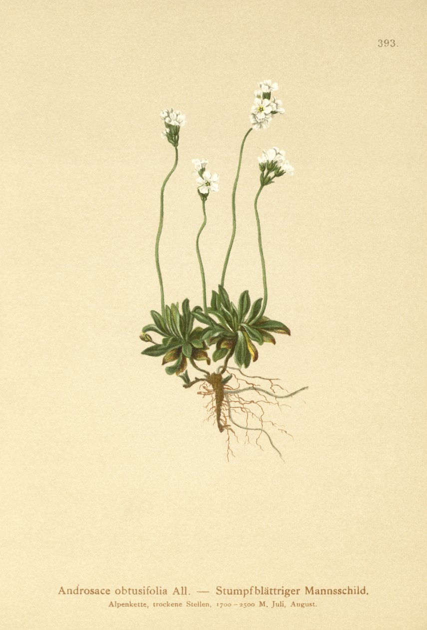 岩茉莉（Androsace obtusifolia） 作者 德国学校