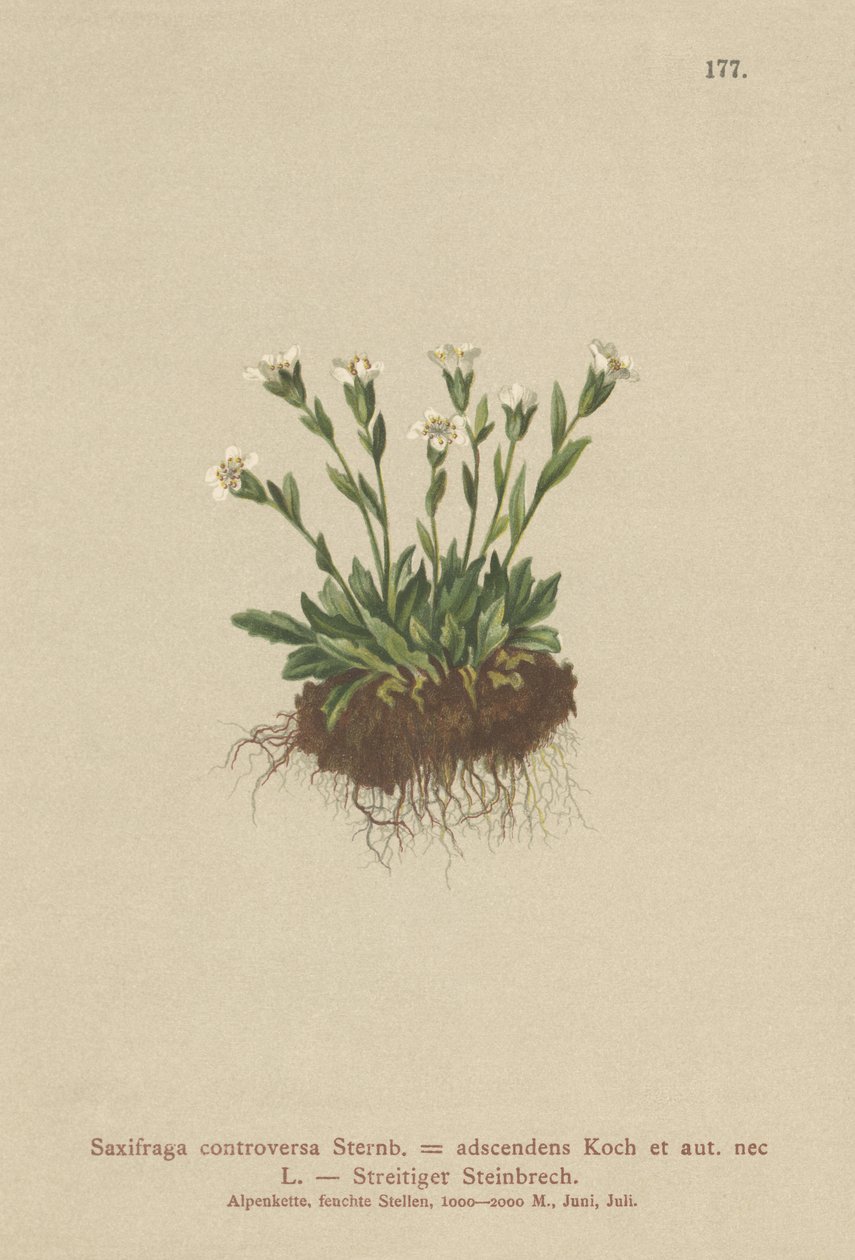 Rock Saxifrage（Saxifraga controversa，Saxifraga adscendens） 作者 德国学校