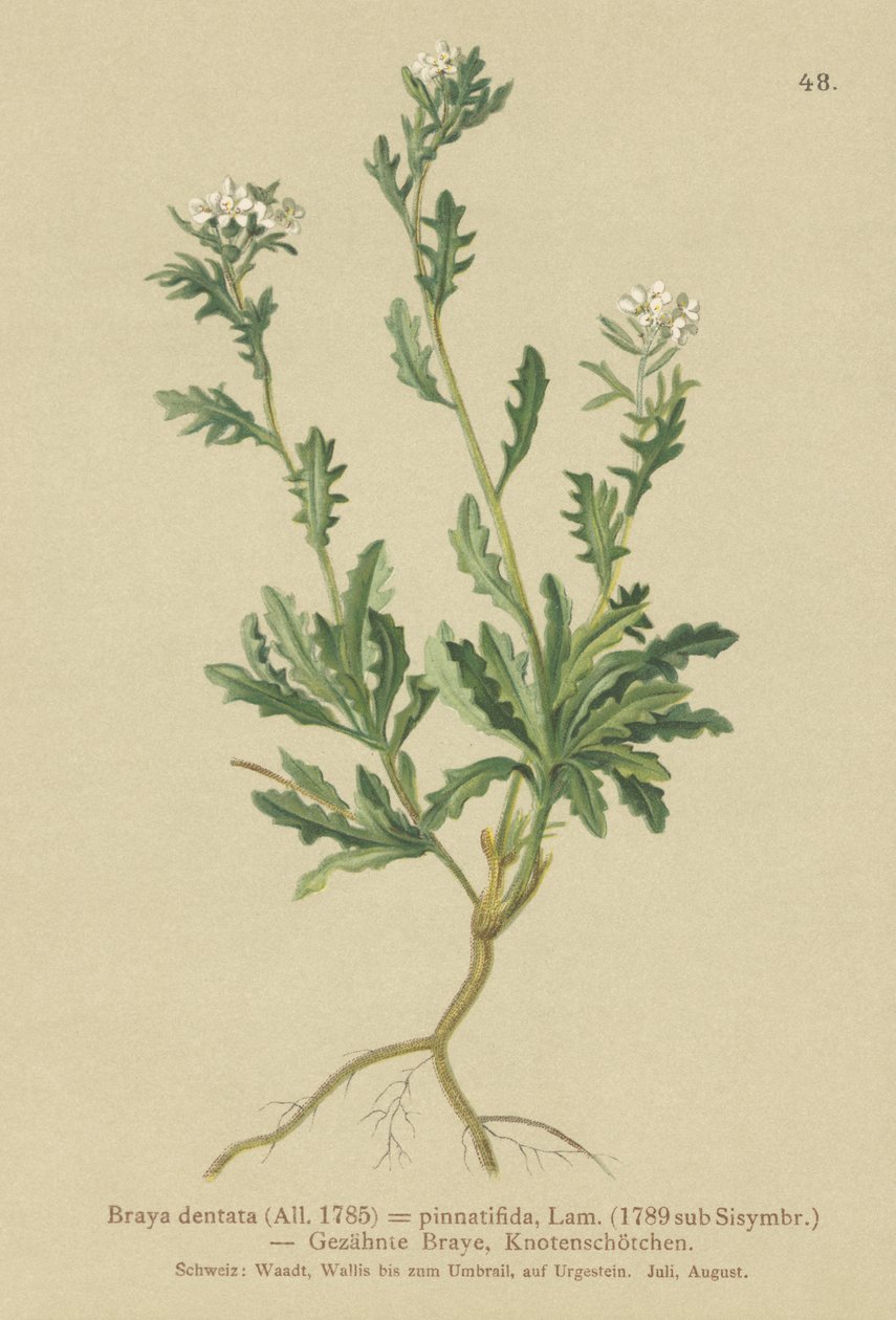 Rockcress（Brañactorata，Braya pinnatifida，Murbeckiella pinnatifida，Arabette pennatifide，Erba Cornacchia pennatifida） 作者 德国学校