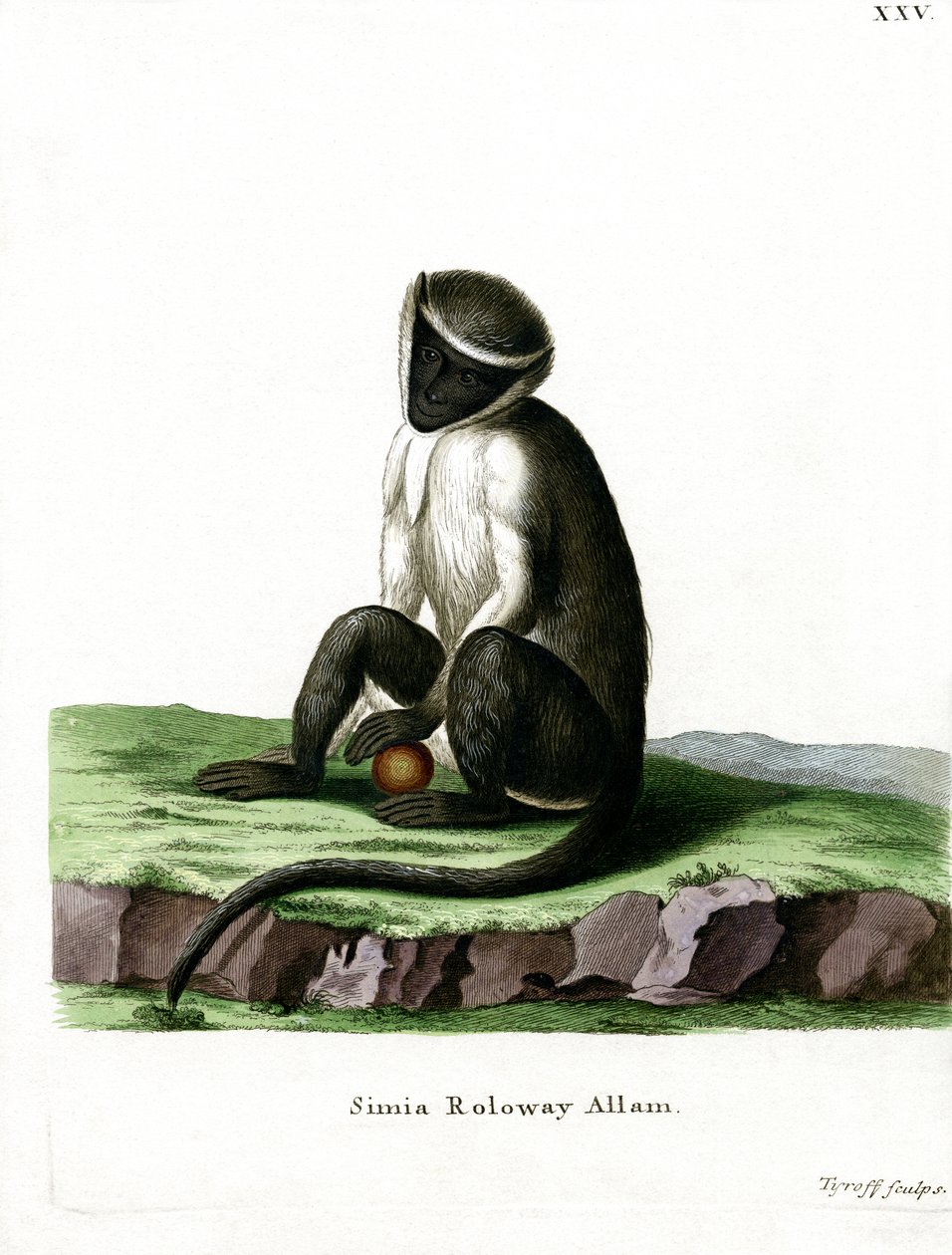 Roloway Guenon（彩色雕刻） 作者 德国学校