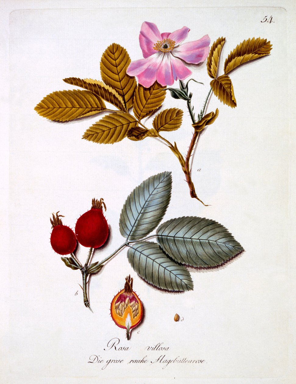 Rosa villosa，来自德国野花的书，由Johann Daniel von Reitter出版，出版于1980-3-5 作者 德国学校