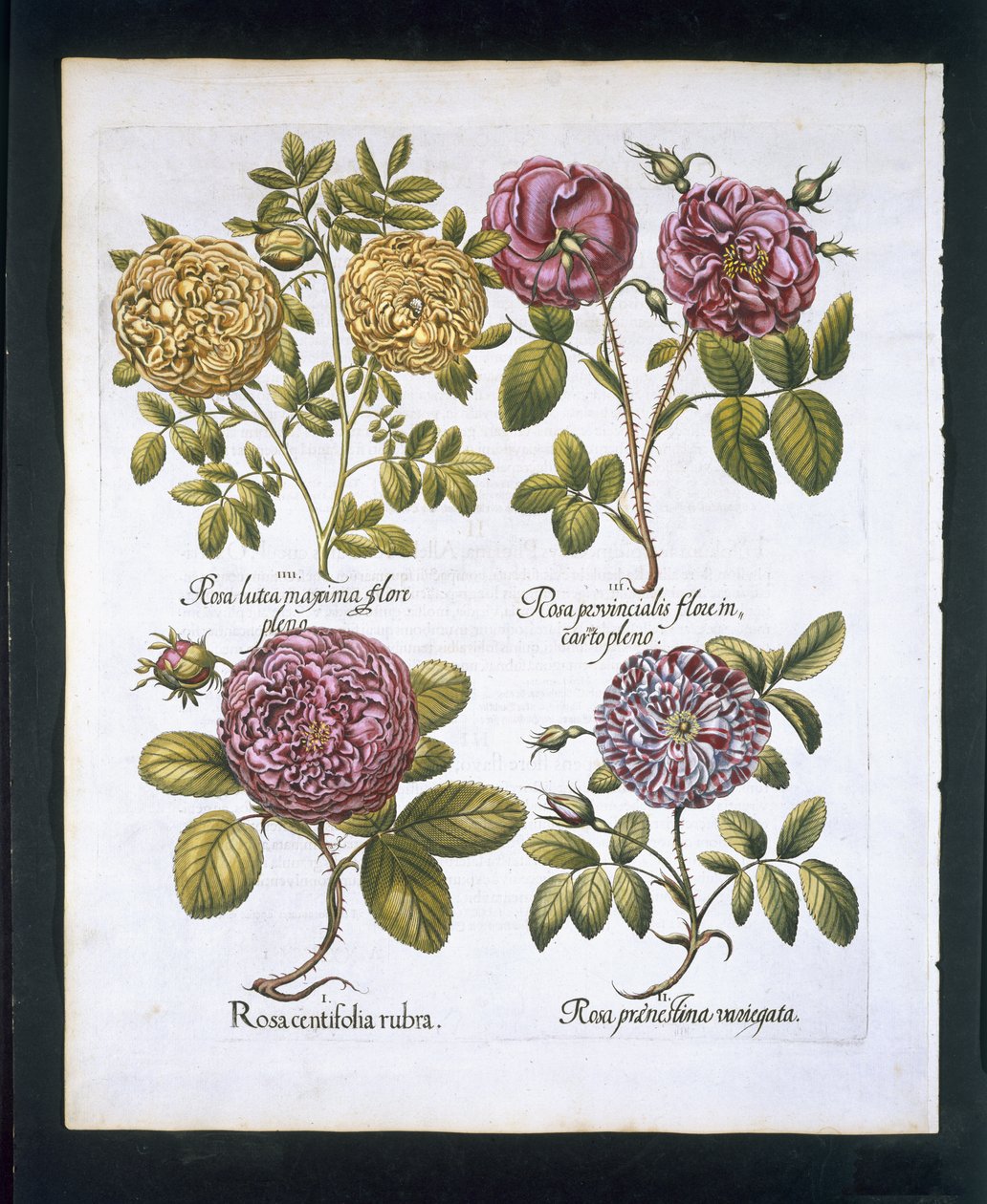 玫瑰，板块95来自Hortus Eystettensisby Basil Besler（1561-1629）酒吧。 1613（手工彩色雕刻） 作者 德国学校