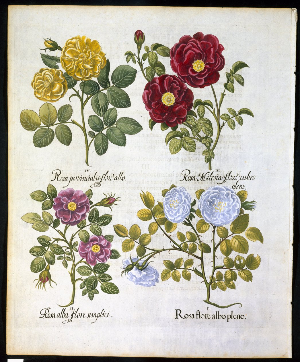 玫瑰，板块96来自Hortus Eystettemsis by Basil Besler（1561-1629）酒吧于1613年（手工彩色雕刻） 作者 德国学校